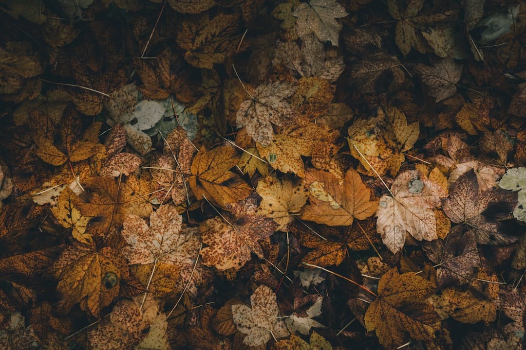 pile of brown maple leaves